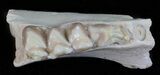 Oligocene Ruminant (Leptomeryx) Jaw Section #60971-2